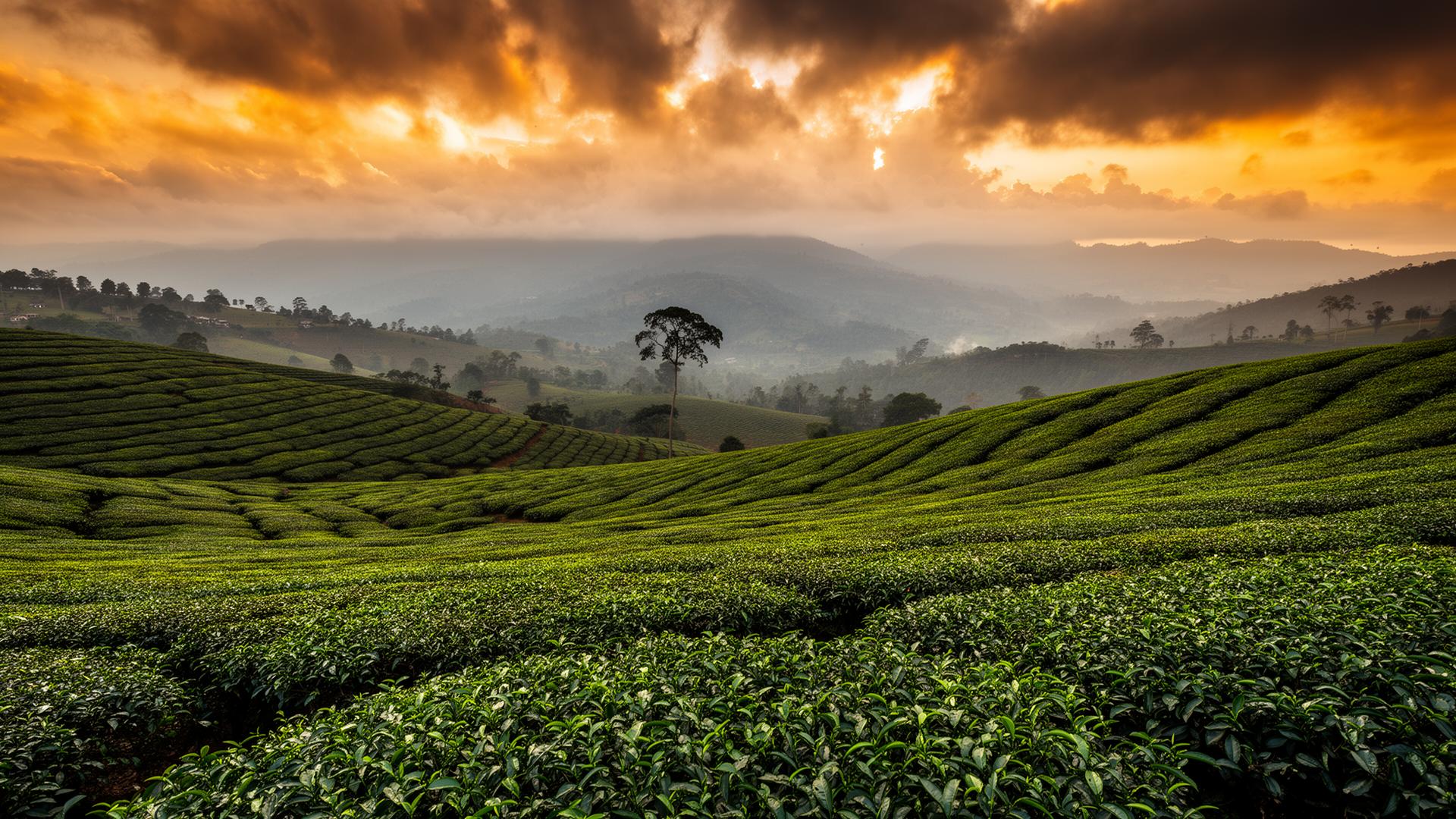 Tea Estate Tours at Pedro Barn Hotel